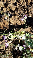 IMG-20201122-WA0003