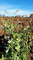 IMG-20201122-WA0004