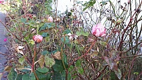 IMG-20201122-WA0019
