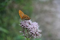 IMG_7856