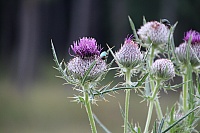 IMG_7866