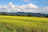 IMG_8885