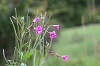 IMG_8781.JPG