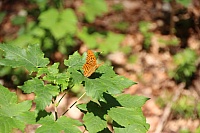 IMG_8645