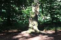 IMG_8683