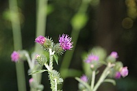 IMG_8705