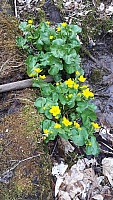 IMG-20210411-WA0045.jpg