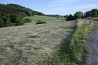 DSC_1353