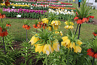 IMG 0851