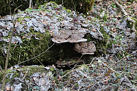 IMG 0789